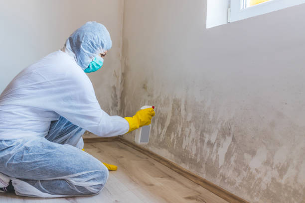 Licensed Mold Remediation service in Oviedo, FL - WQB Mold Removal